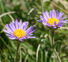 aster